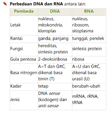 Perbedaan DNA dan RNA Tabel