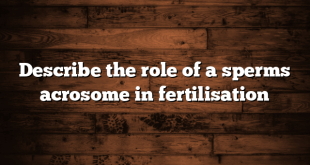 Describe the role of a sperms acrosome in fertilisation